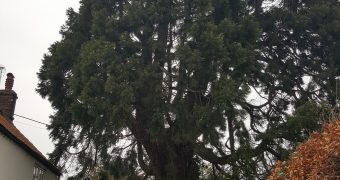 Trees, Subsidence and your Property