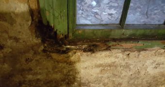 Wet Rot – What to look for and how to identify
